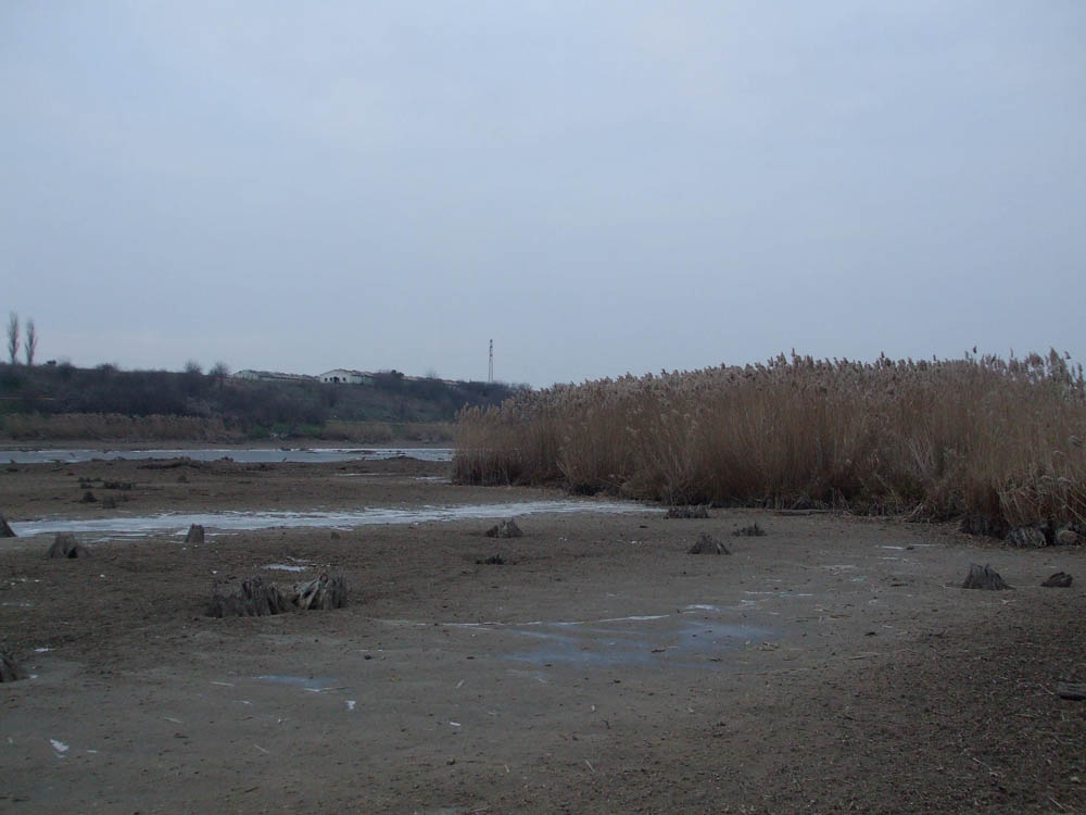 TANCABESTI SECAT - DSCF3461.jpg